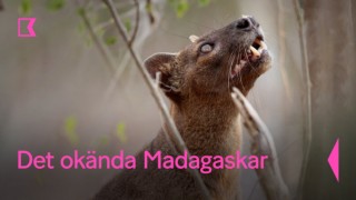 Det okända Madagaskar