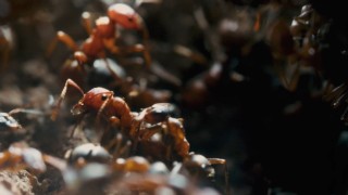 Myrornas rike