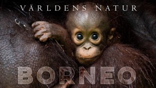 Världens natur: Borneo