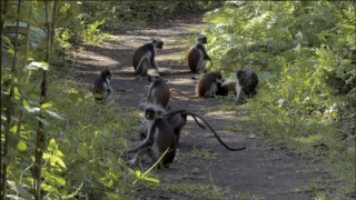 Primaternas rike
