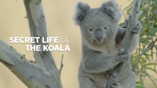 Koalans hemliga liv