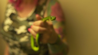 Snakes in the City: Ormbebisar