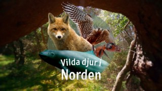 Vilda djur i Norden - syntolkat