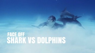Sharks Vs Dolphins: Face Off