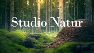 Studio natur