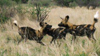 Vilda jägare: Afrikas dödsmaskiner