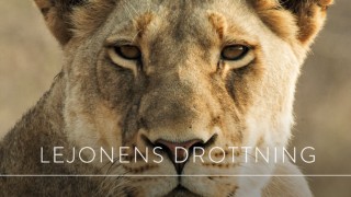 Världens natur: Lejonens drottning