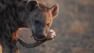 Leopard and hyena - en märklig allians