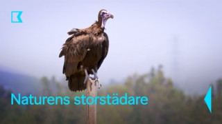 Naturens storstädare