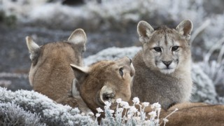 Pumas At The End of The World