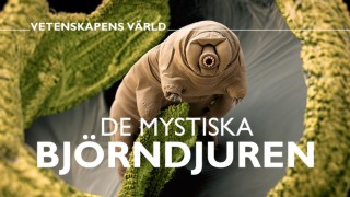 Vetenskapens värld: De mystiska björndjuren