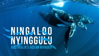 Ningaloo: Australiens underverk i havet