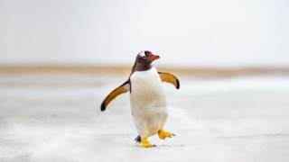 Meet the Penguins