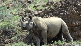 Saba And The Rhino's Secret