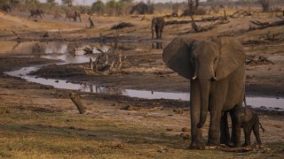 Botswana samlingssäsong