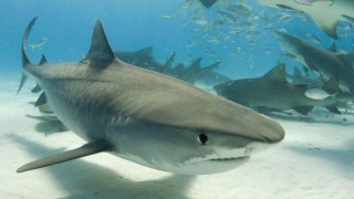 Tiger Shark Beach