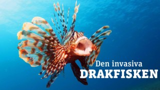 Den invasiva drakfisken