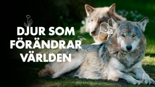 Djur som förändrar världen