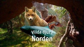 Vilda djur i Norden