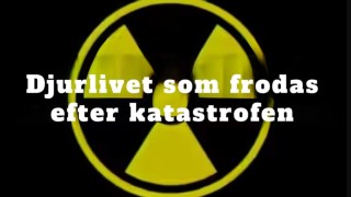 Djurlivet som frodas efter katastrofen