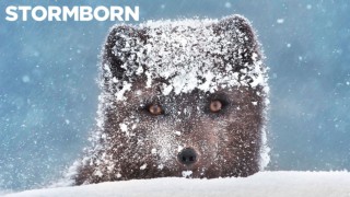 Den vida naturen: På Nordatlantens villkor