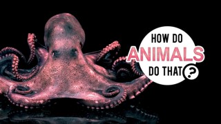 How Do Animals Do That?