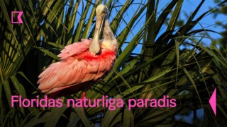 Floridas naturliga paradis