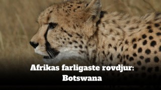 Afrikas farligaste rovdjur: Botswana