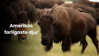 Amerikas farligaste djur