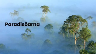 Paradisöarna