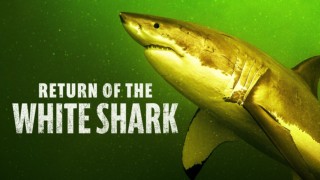 Return of the White Shark