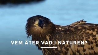 Vem äter vad i naturen?