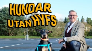Hundar utan hyfs