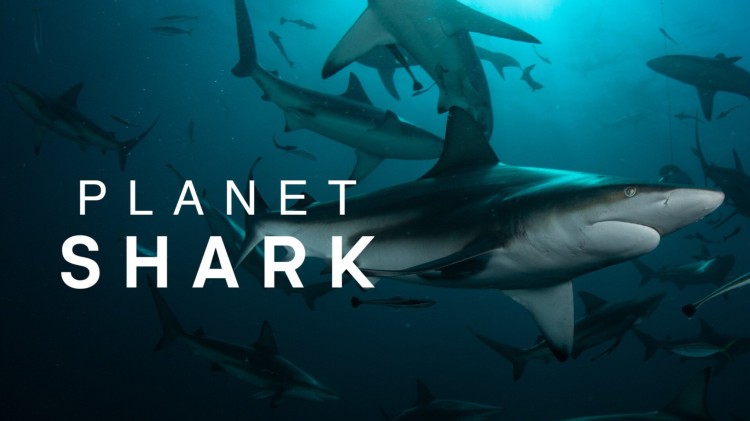 Planet Shark, säsong 1 – Telenor Stream