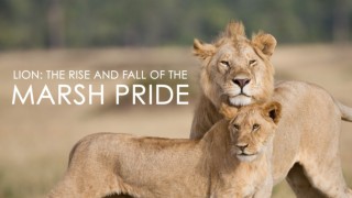 The Pride