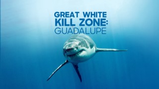 Great White Kill Zone: Guadalupe