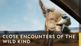 Close encounters of the wild kind