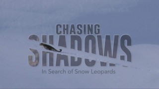 In Search of Snow Leopards: Chasing Shadows