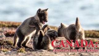 Canada: Surviving The Wild North