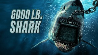 6000lb Shark