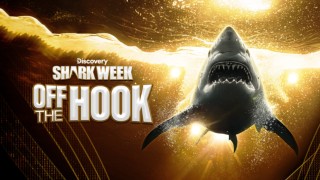 Shark Week: Off the Hook