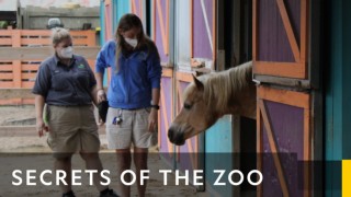 Djurparkens hemligheter