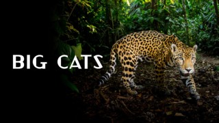Big Cats