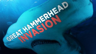 Great Hammerhead Invasion