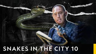 Ormar i stan
