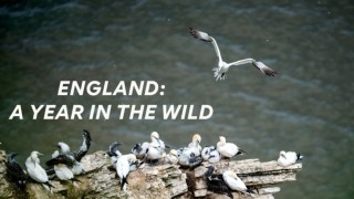 England: Ett år i naturen