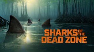 Sharks of the Dead Zone