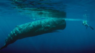 Nature's Greatest Secret - The Coral Triangle