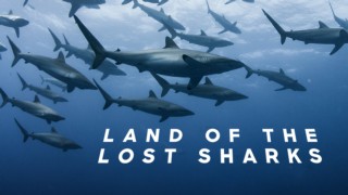 Extinct of Alive: The Lost Sharks