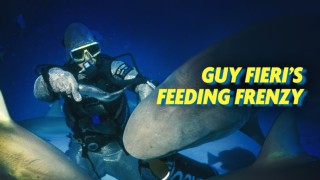 Guy Fieri's Feeding Frenzy